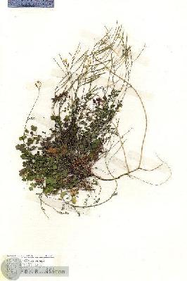 URN_catalog_HBHinton_herbarium_19351.jpg.jpg