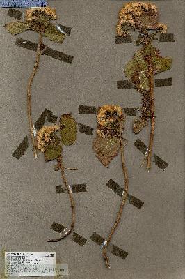 URN_catalog_HBHinton_herbarium_19354.jpg.jpg