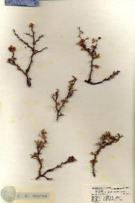 URN_catalog_HBHinton_herbarium_19379.jpg.jpg