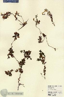 URN_catalog_HBHinton_herbarium_22736.jpg.jpg