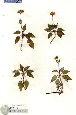 URN_catalog_HBHinton_herbarium_19382.jpg.jpg