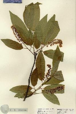 URN_catalog_HBHinton_herbarium_22741.jpg.jpg