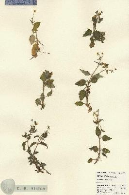 URN_catalog_HBHinton_herbarium_22745.jpg.jpg