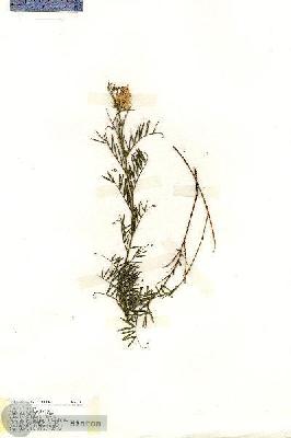 URN_catalog_HBHinton_herbarium_19400.jpg.jpg