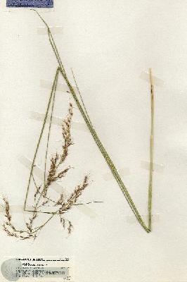 URN_catalog_HBHinton_herbarium_19408.jpg.jpg