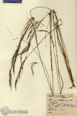 URN_catalog_HBHinton_herbarium_2275.jpg.jpg