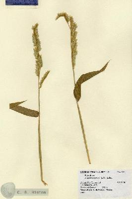 URN_catalog_HBHinton_herbarium_1941.jpg.jpg