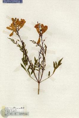 URN_catalog_HBHinton_herbarium_19433.jpg.jpg