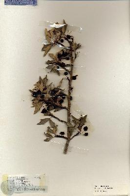 URN_catalog_HBHinton_herbarium_19450.jpg.jpg