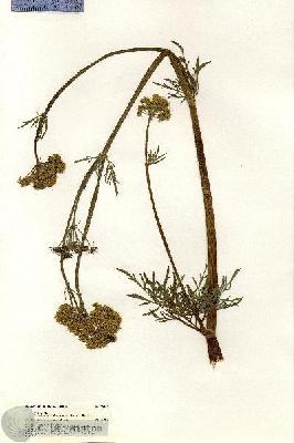 URN_catalog_HBHinton_herbarium_20306.jpg.jpg
