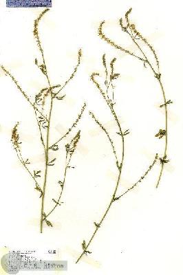 URN_catalog_HBHinton_herbarium_19480.jpg.jpg