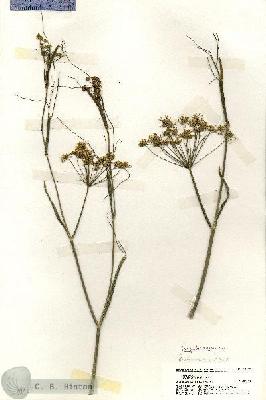 URN_catalog_HBHinton_herbarium_19482.jpg.jpg