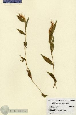 URN_catalog_HBHinton_herbarium_1947.jpg.jpg