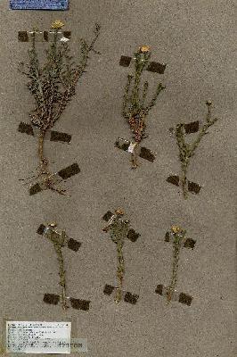URN_catalog_HBHinton_herbarium_19474.jpg.jpg