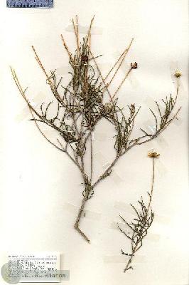 URN_catalog_HBHinton_herbarium_19475.jpg.jpg