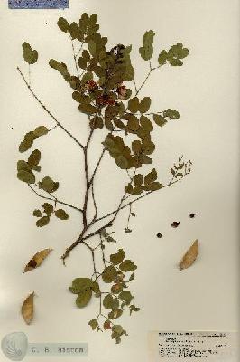 URN_catalog_HBHinton_herbarium_22183.jpg.jpg