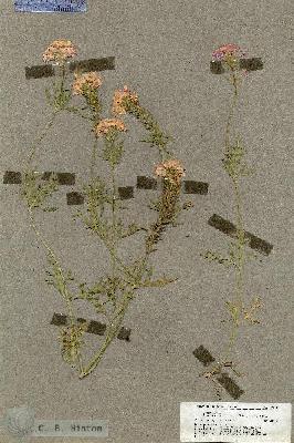 URN_catalog_HBHinton_herbarium_19492.jpg.jpg