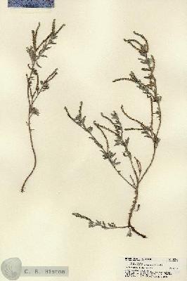 URN_catalog_HBHinton_herbarium_22186.jpg.jpg