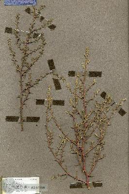 URN_catalog_HBHinton_herbarium_19509.jpg.jpg