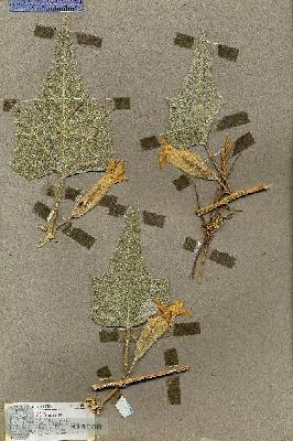 URN_catalog_HBHinton_herbarium_19510.jpg.jpg