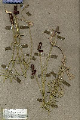 URN_catalog_HBHinton_herbarium_19541.jpg.jpg