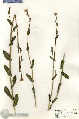 URN_catalog_HBHinton_herbarium_20310.jpg.jpg