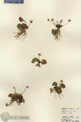 URN_catalog_HBHinton_herbarium_22752.jpg.jpg