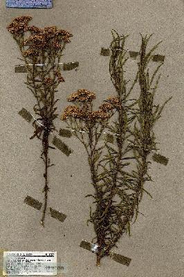 URN_catalog_HBHinton_herbarium_19557.jpg.jpg