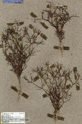 URN_catalog_HBHinton_herbarium_19562.jpg.jpg