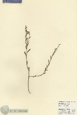 URN_catalog_HBHinton_herbarium_22767.jpg.jpg