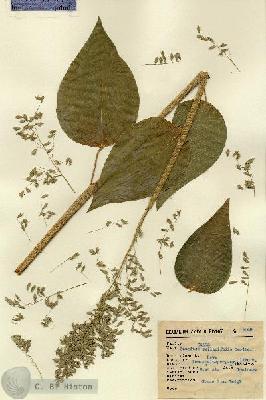 URN_catalog_HBHinton_herbarium_2049.jpg.jpg