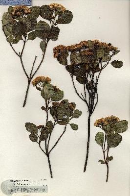 URN_catalog_HBHinton_herbarium_20496.jpg.jpg