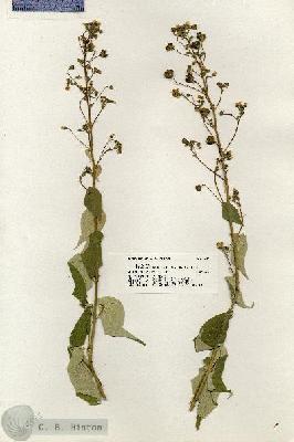 URN_catalog_HBHinton_herbarium_20575.jpg.jpg