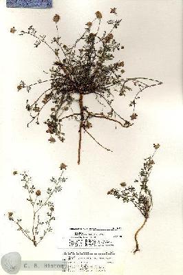 URN_catalog_HBHinton_herbarium_20611.jpg.jpg