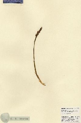 URN_catalog_HBHinton_herbarium_22778.jpg.jpg
