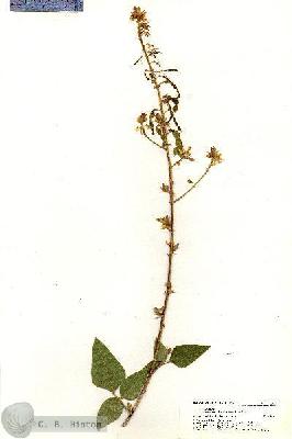 URN_catalog_HBHinton_herbarium_20589.jpg.jpg