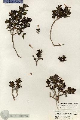 URN_catalog_HBHinton_herbarium_20616.jpg.jpg