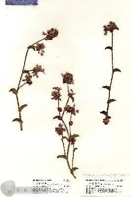 URN_catalog_HBHinton_herbarium_20718.jpg.jpg