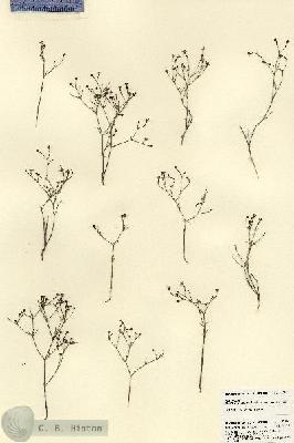 URN_catalog_HBHinton_herbarium_22861.jpg.jpg