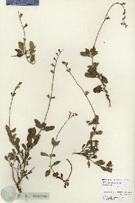 URN_catalog_HBHinton_herbarium_25969.jpg.jpg