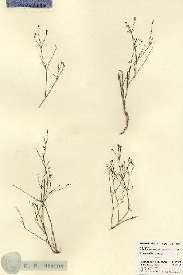 URN_catalog_HBHinton_herbarium_22871.jpg.jpg