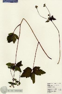 URN_catalog_HBHinton_herbarium_22894.jpg.jpg