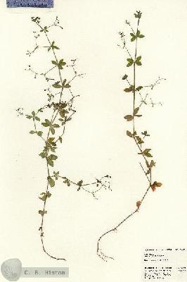 URN_catalog_HBHinton_herbarium_22895.jpg.jpg