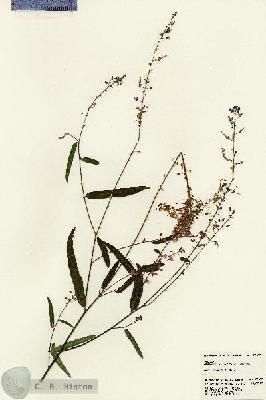 URN_catalog_HBHinton_herbarium_22897.jpg.jpg