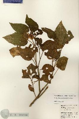 URN_catalog_HBHinton_herbarium_22900.jpg.jpg