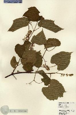 URN_catalog_HBHinton_herbarium_22824.jpg.jpg