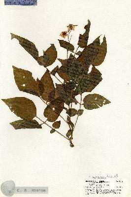 URN_catalog_HBHinton_herbarium_20786.jpg.jpg