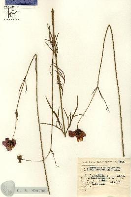 URN_catalog_HBHinton_herbarium_2076.jpg.jpg