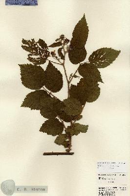 URN_catalog_HBHinton_herbarium_22825.jpg.jpg
