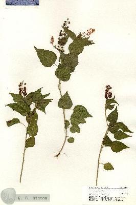 URN_catalog_HBHinton_herbarium_20798.jpg.jpg